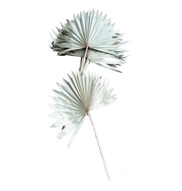 Feuilles de palmier