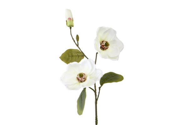 Tige fleurs magnolia