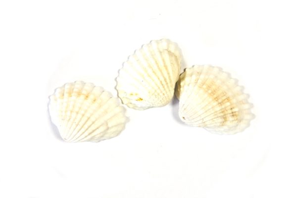 Coquillage