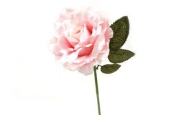Tige rose ancienne