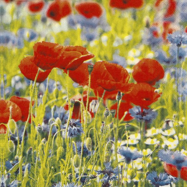 Serviettes poppies and cornflowers
