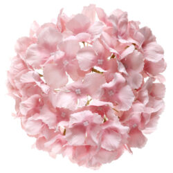 Hortensia