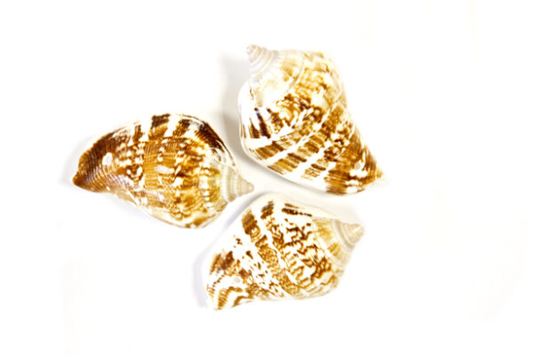 Coquillages déco 4cm